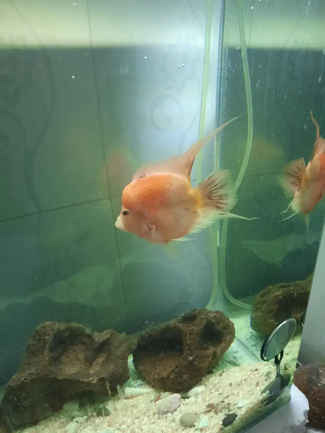 ماهی فلاور|ماهی|بجنورد, |دیوار