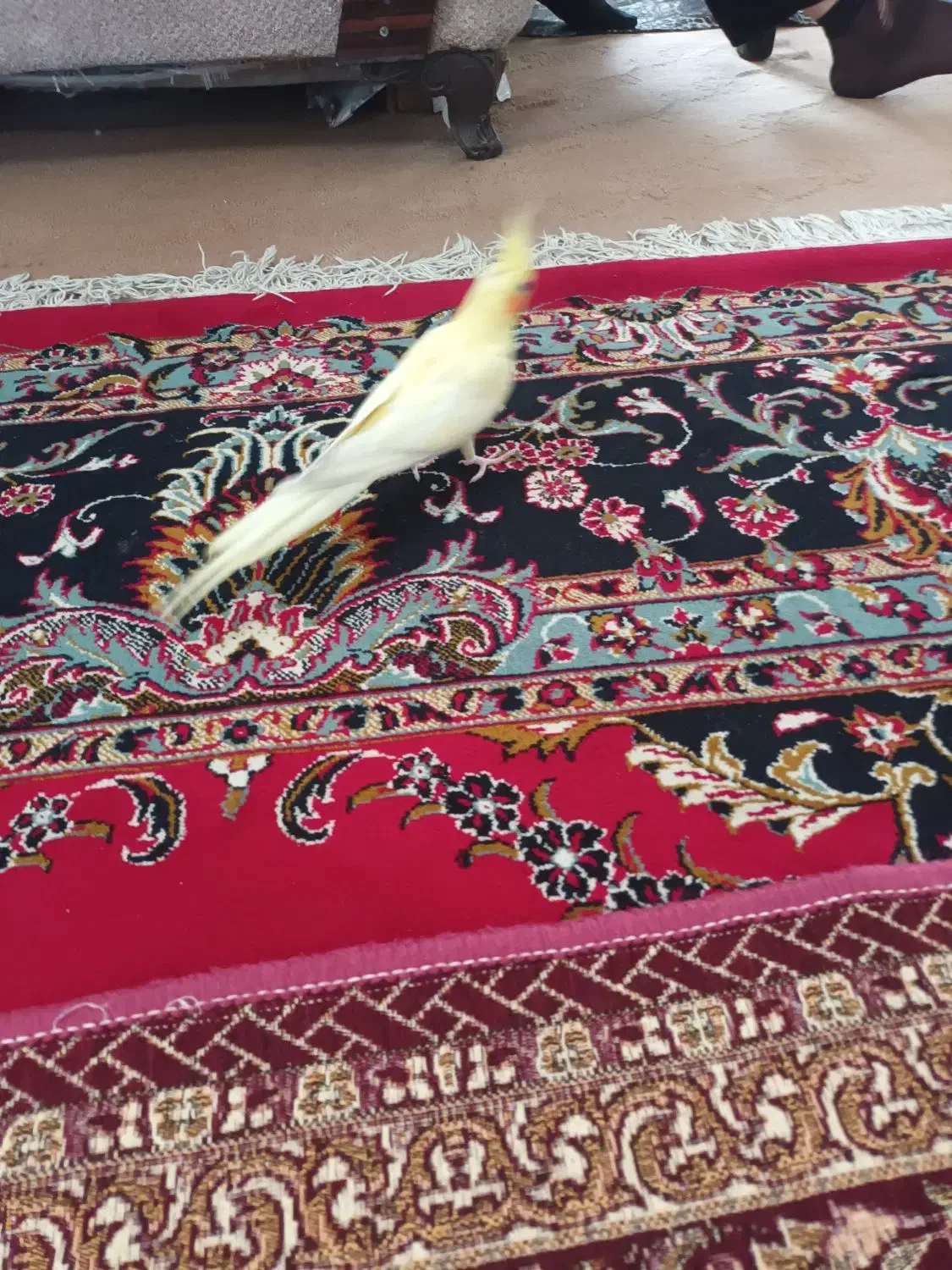 عروس هلندی ماده|پرنده|دامغان, |دیوار