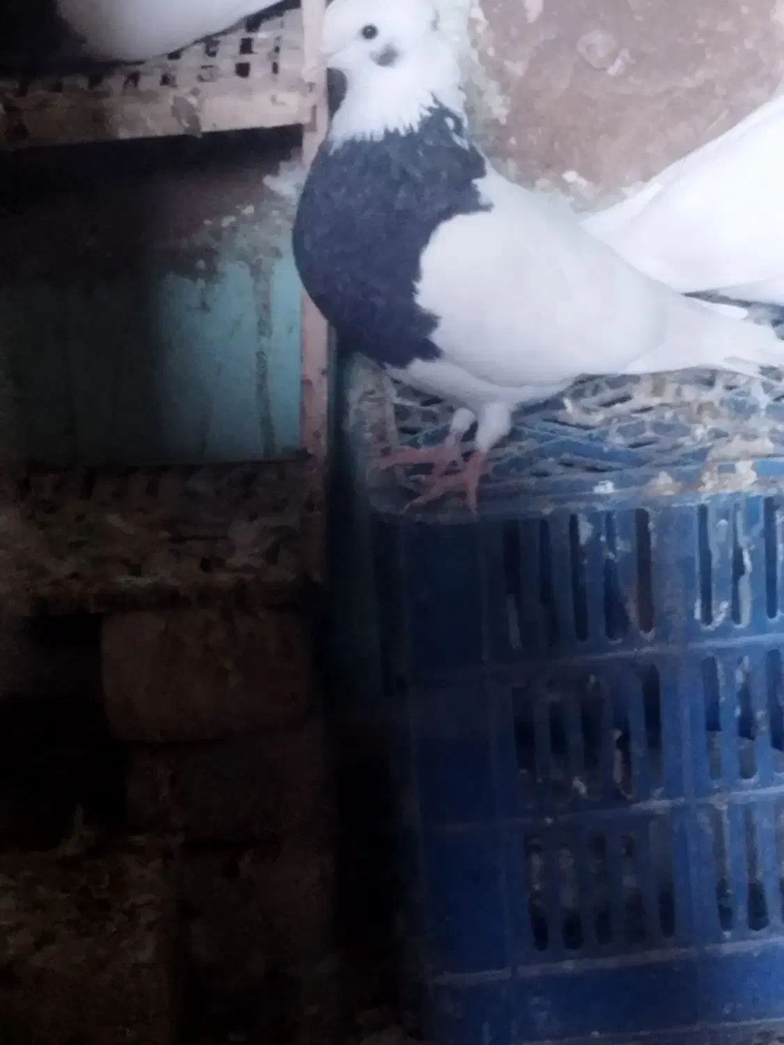 طوقیسیاه|پرنده|جوین, |دیوار