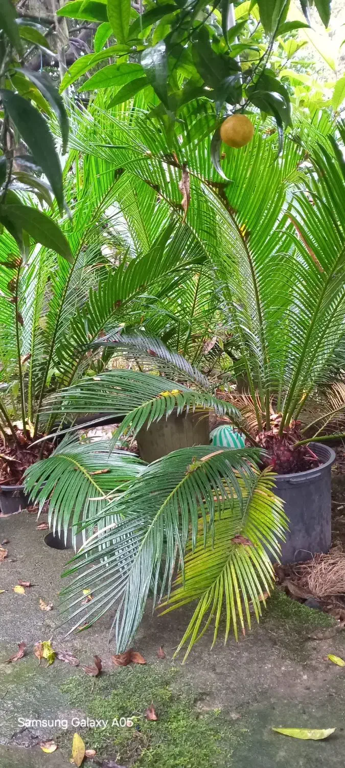 سیکاس چند ساله|گل و گیاه طبیعی|عباس‌آباد, |دیوار