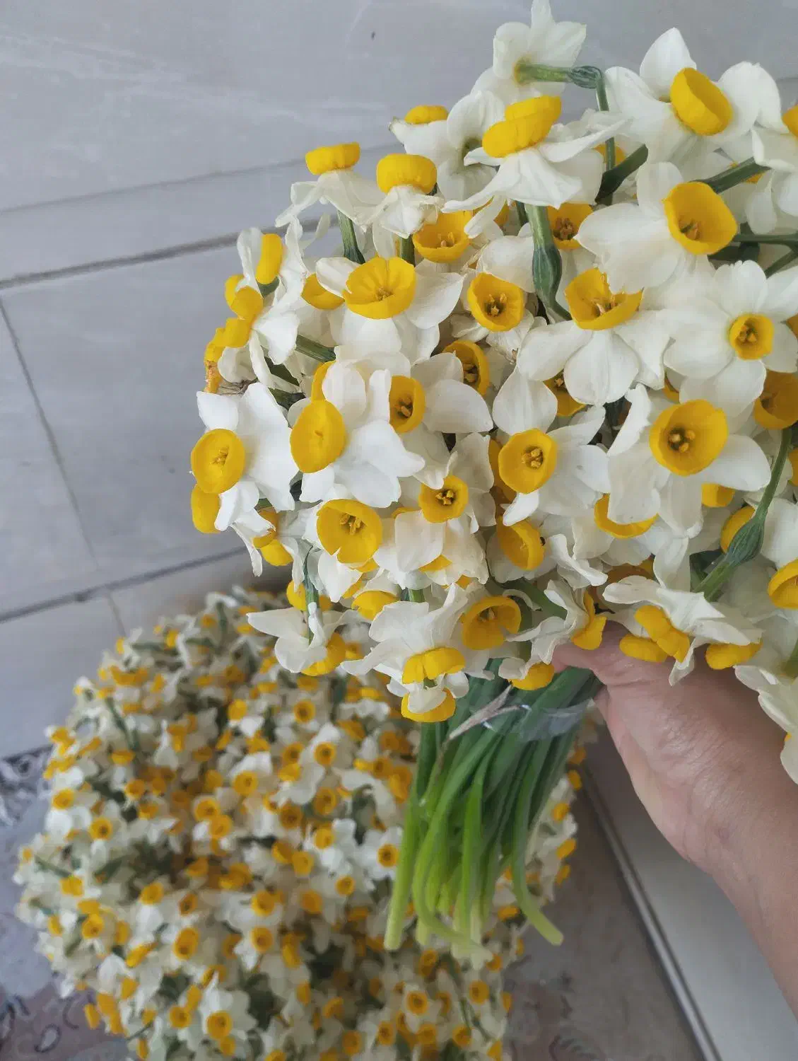 گل نرگس|گل و گیاه طبیعی|آزادشهر, |دیوار