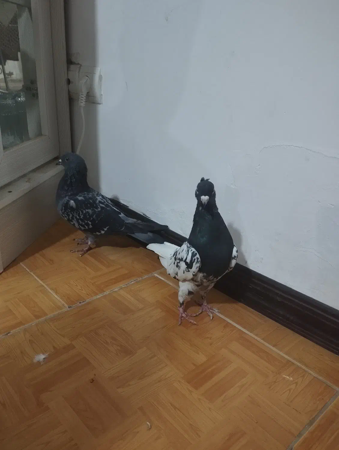 کبوتر کله سیاه کاکلی با کبوترسبز|پرنده|گنبد کاووس, |دیوار