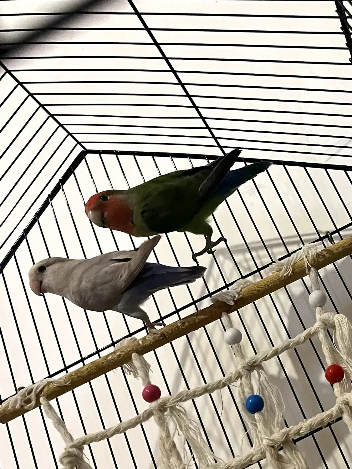 طوطی|پرنده|ارومیه, |دیوار