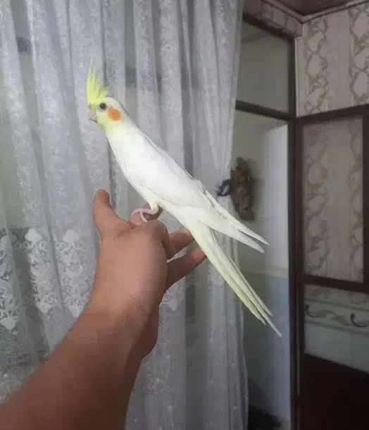 عروس هلندی لوتینو نر ۵ماهه|پرنده|وحیدیه, |دیوار