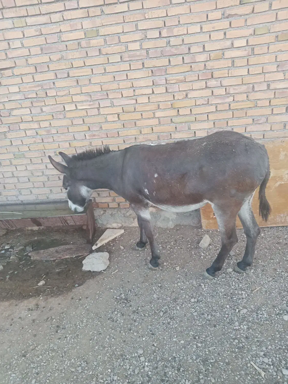 خری جوان وارام|حیوانات مزرعه|مهربان, |دیوار