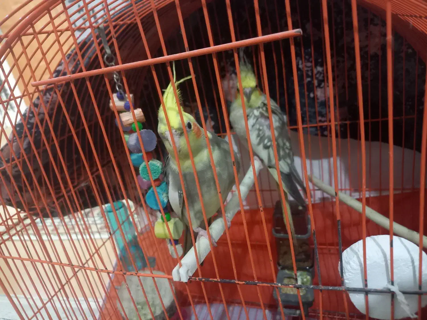 طوطی عروس هلندی جفت جوجه زا|پرنده|رشت, دیانتی|دیوار