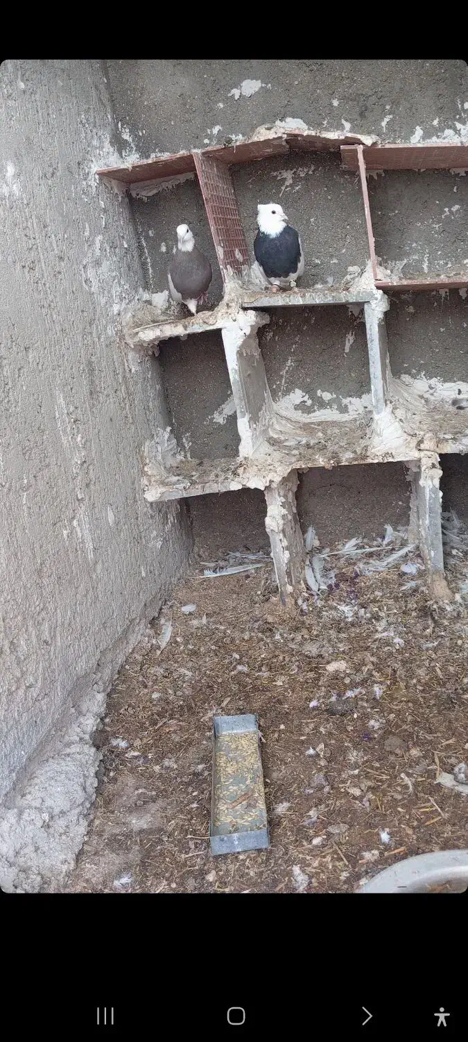 کبوترطوقی|پرنده|کوخرد هرنگ, |دیوار