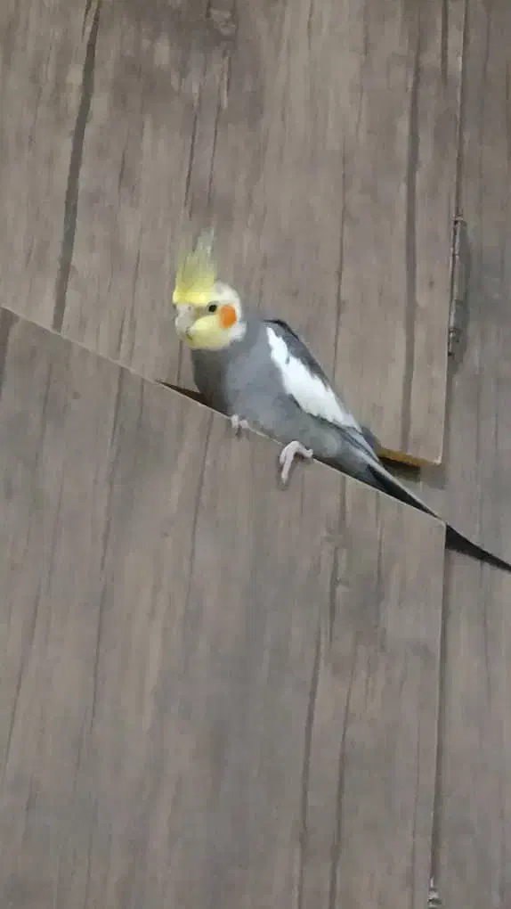 عروس هلندی|حیوانات|مینودشت, |دیوار