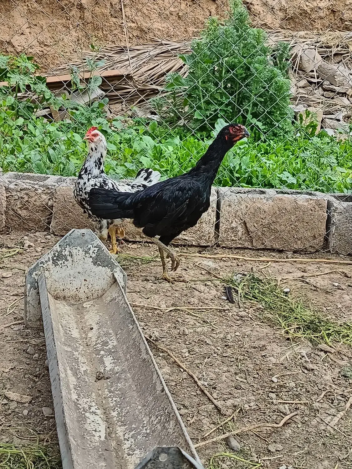 مرغ لاری|حیوانات مزرعه|گتوند, |دیوار