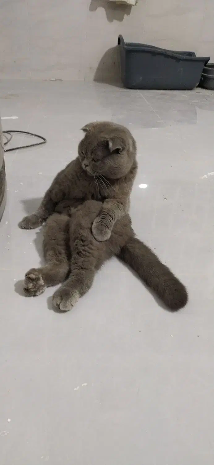 گربه|گربه|مشهد, سیس‌آباد|دیوار