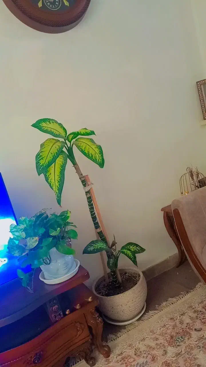 دیفن سه تا قلمه از پایین زده|گل و گیاه طبیعی|محمدیه-قزوین, |دیوار