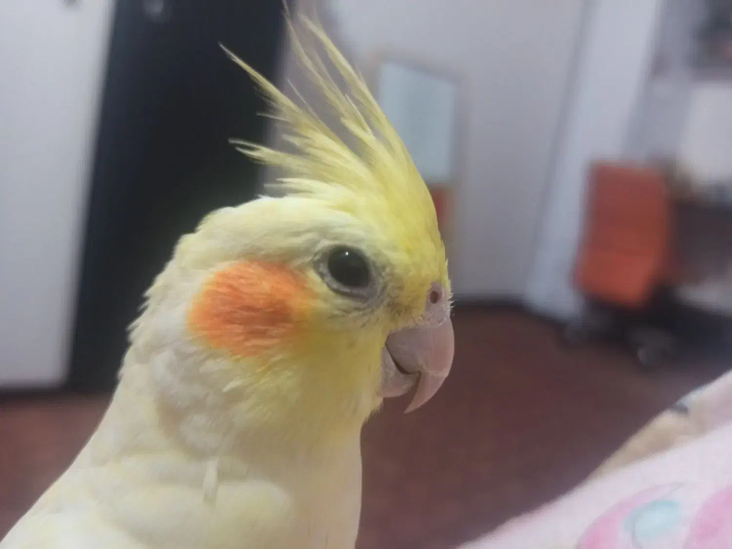 عروس هلندی گم شده|پرنده|گرمسار, |دیوار