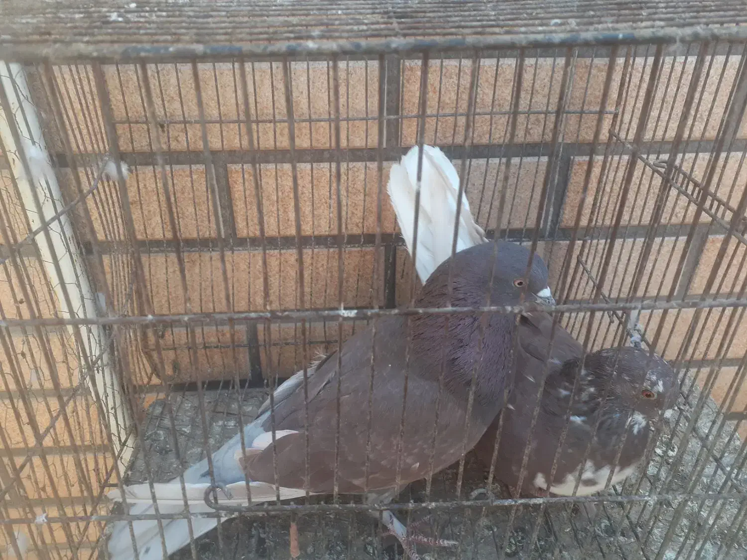 کبوتر نر عالی|پرنده|کاشان, مشکات|دیوار