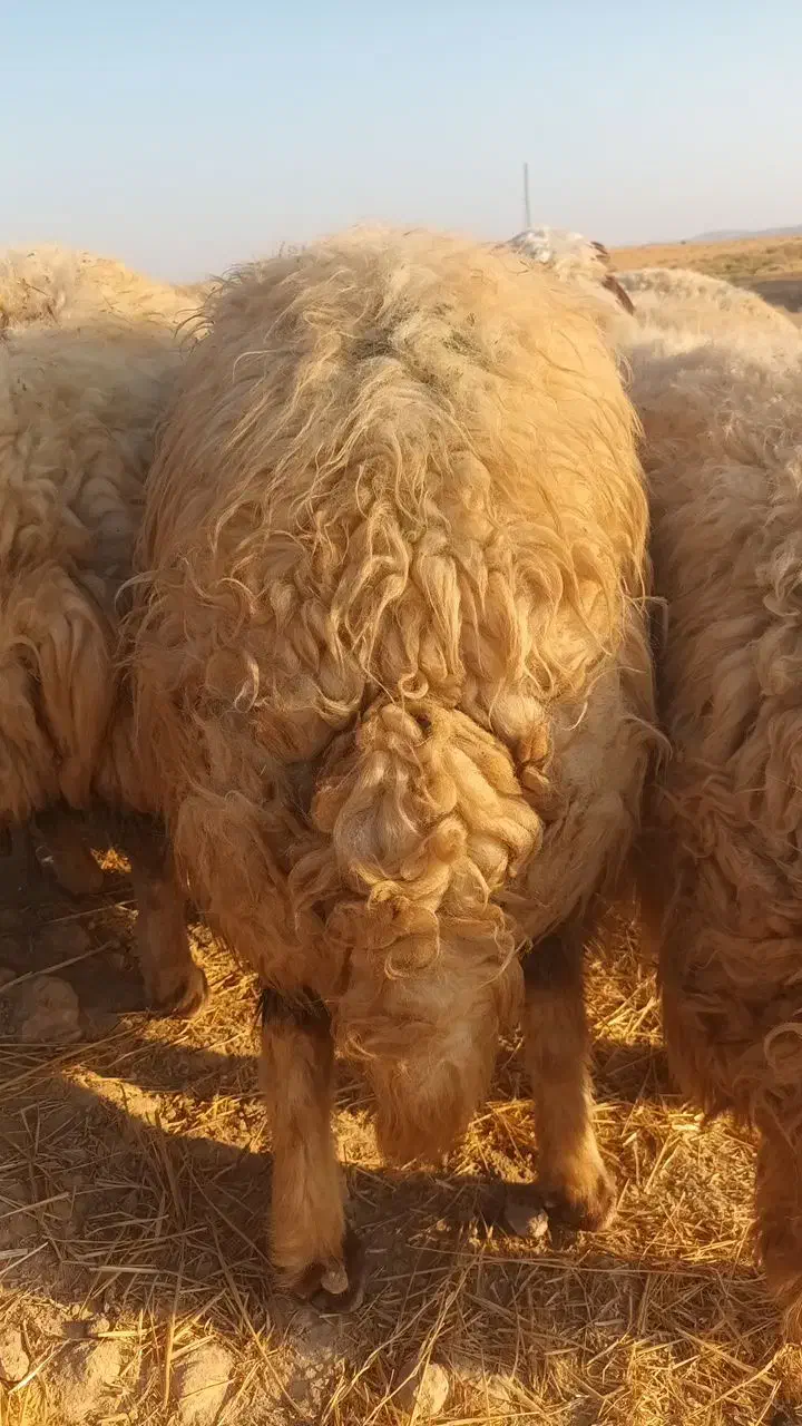 فروشی|حیوانات مزرعه|سرچهان, |دیوار