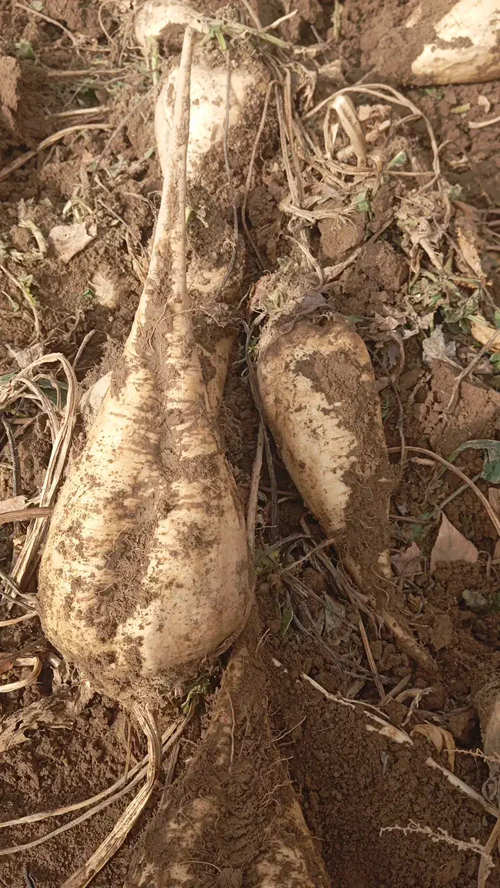 چغندر لبو|عمده‌فروشی|میاندوآب, |دیوار