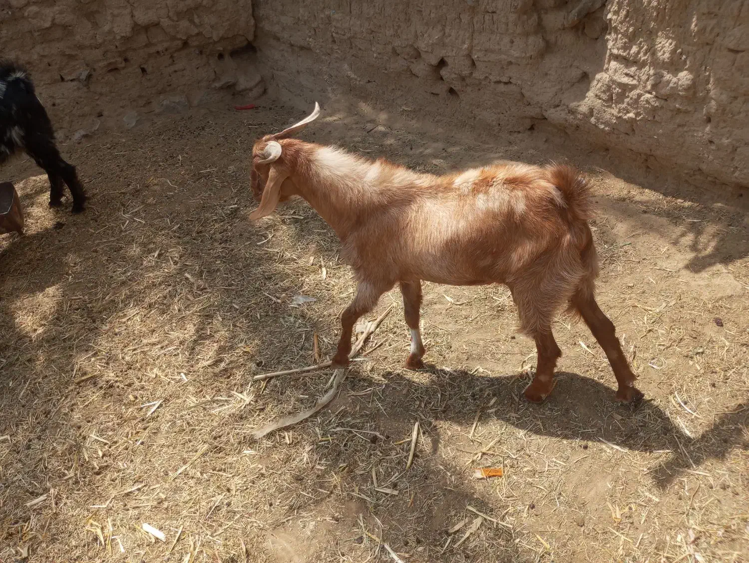 فروش دو تروشت یا معاوضه با بره|حیوانات مزرعه|مهرستان, |دیوار