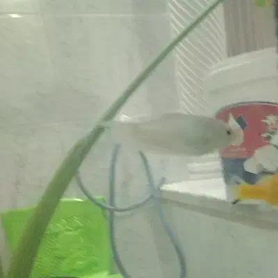 ماهی گرامی|ماهی|اردکان, |دیوار