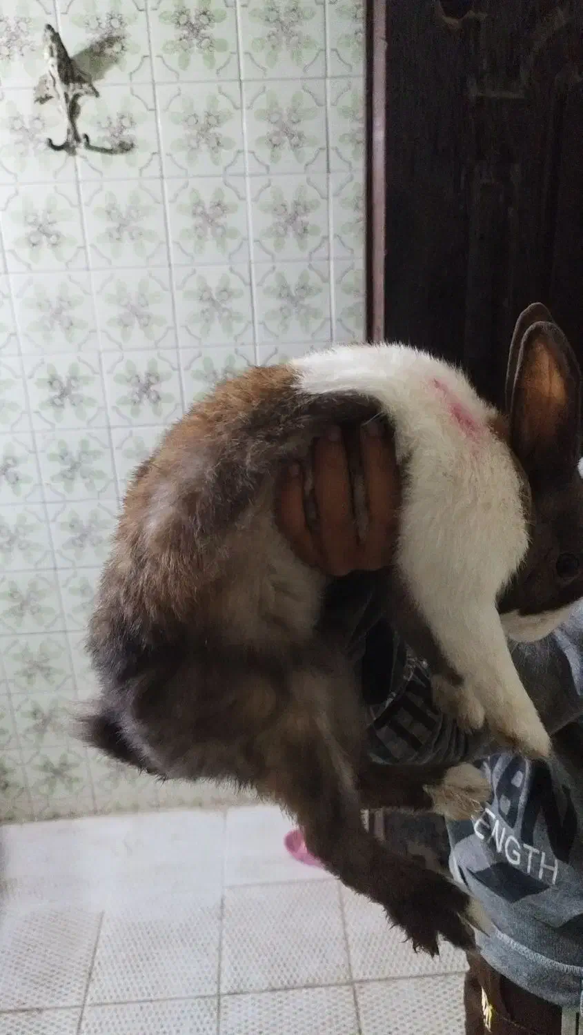 خرگوش|موش و خرگوش|خرمشهر, |دیوار