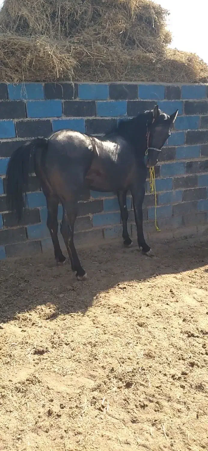 مادیان کورد|اسب و تجهیزات اسبسواری|زنجانرود, |دیوار