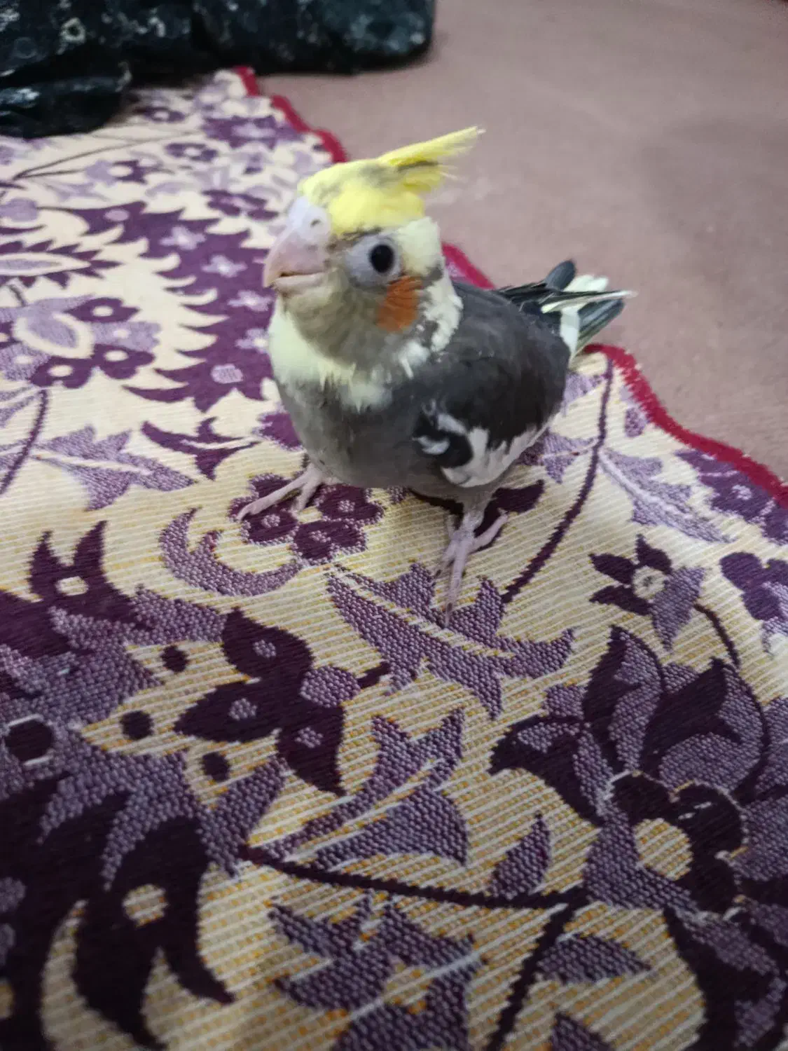 طوطی دستو 36|پرنده|بهبهان, |دیوار