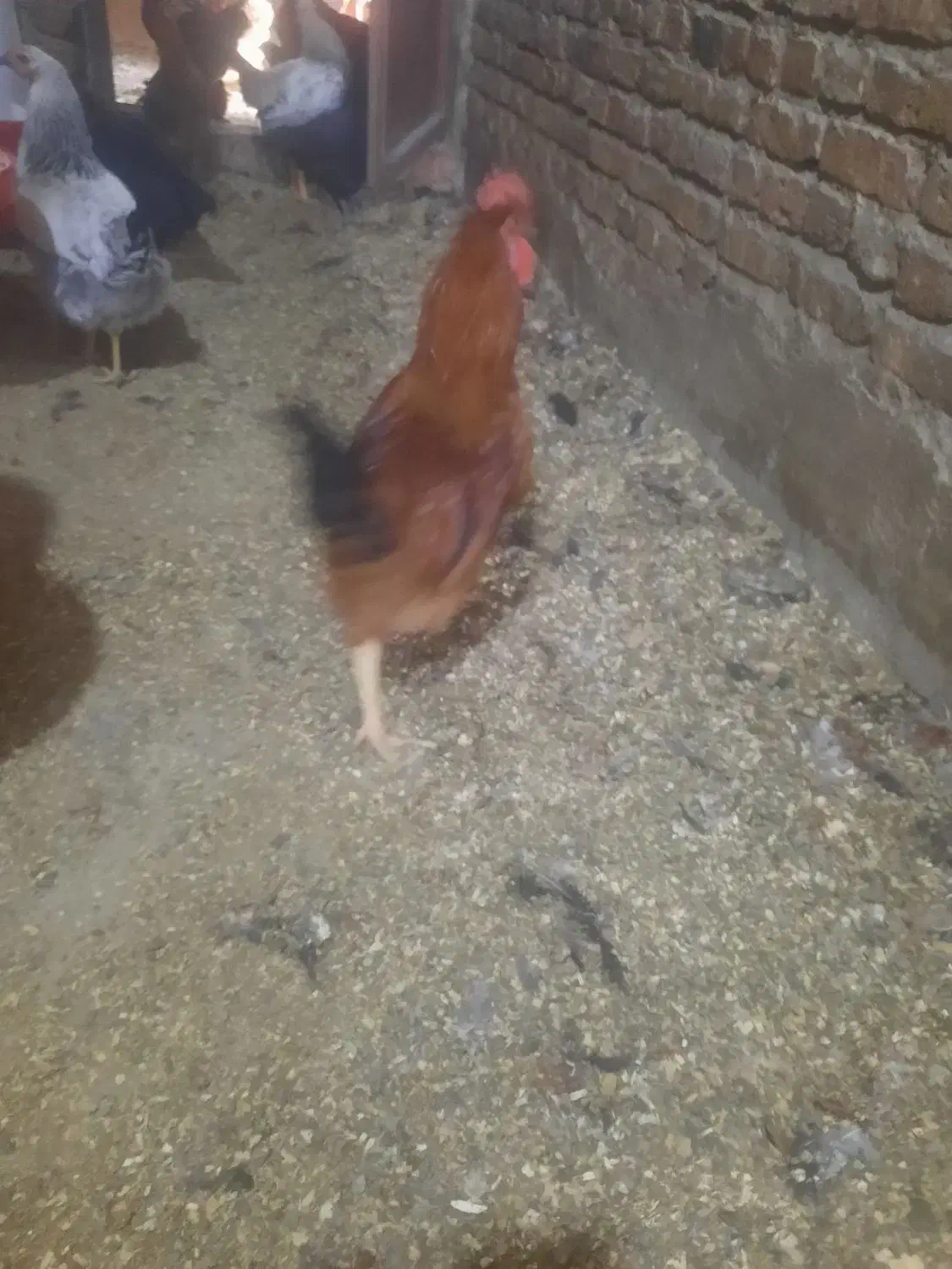 خروس محلی|حیوانات مزرعه|محمدشهر, ولدآباد|دیوار