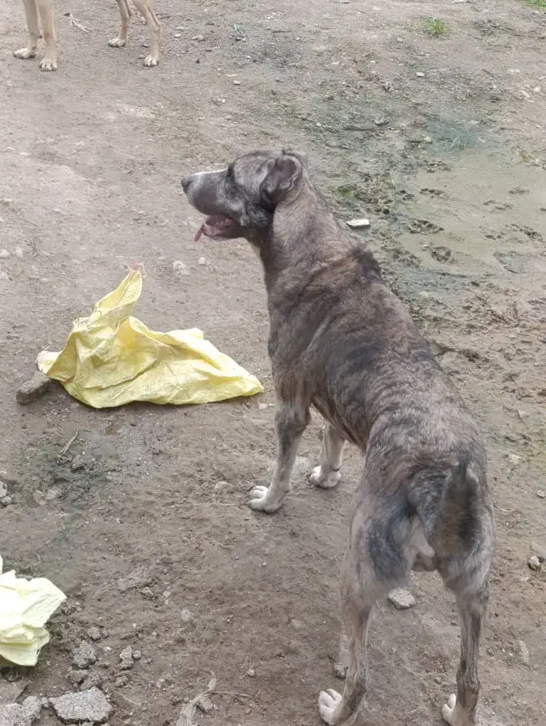 واگذاری سگ الابای|سگ|رشت, پیرکلاچای|دیوار