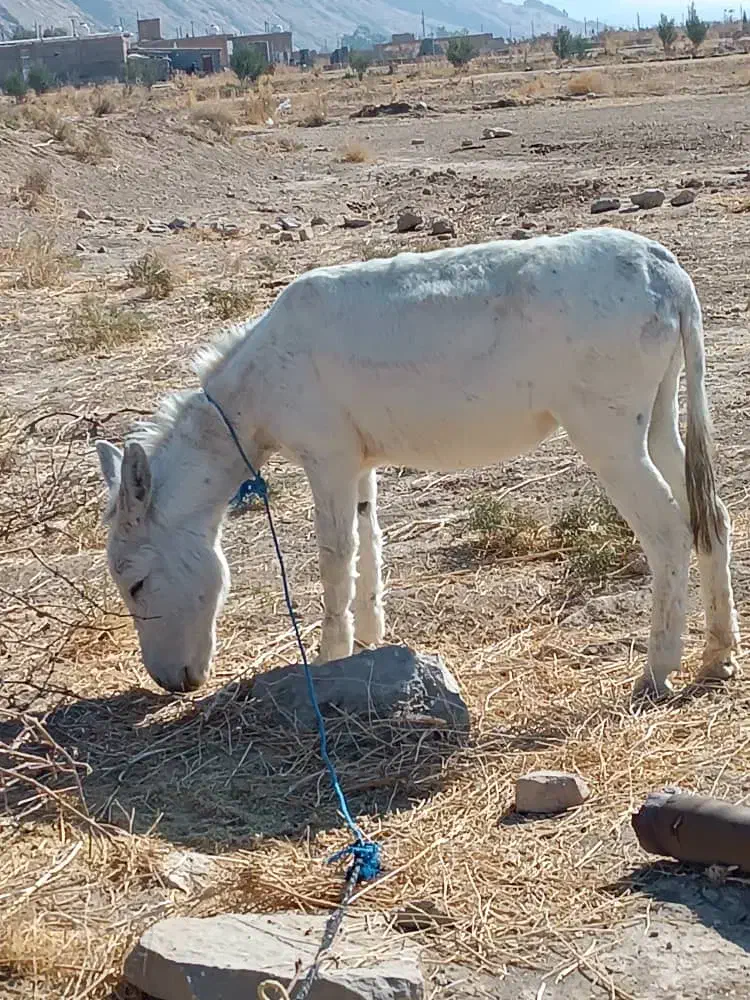 الاغ|حیوانات مزرعه|مرودشت, ثبت احوال|دیوار