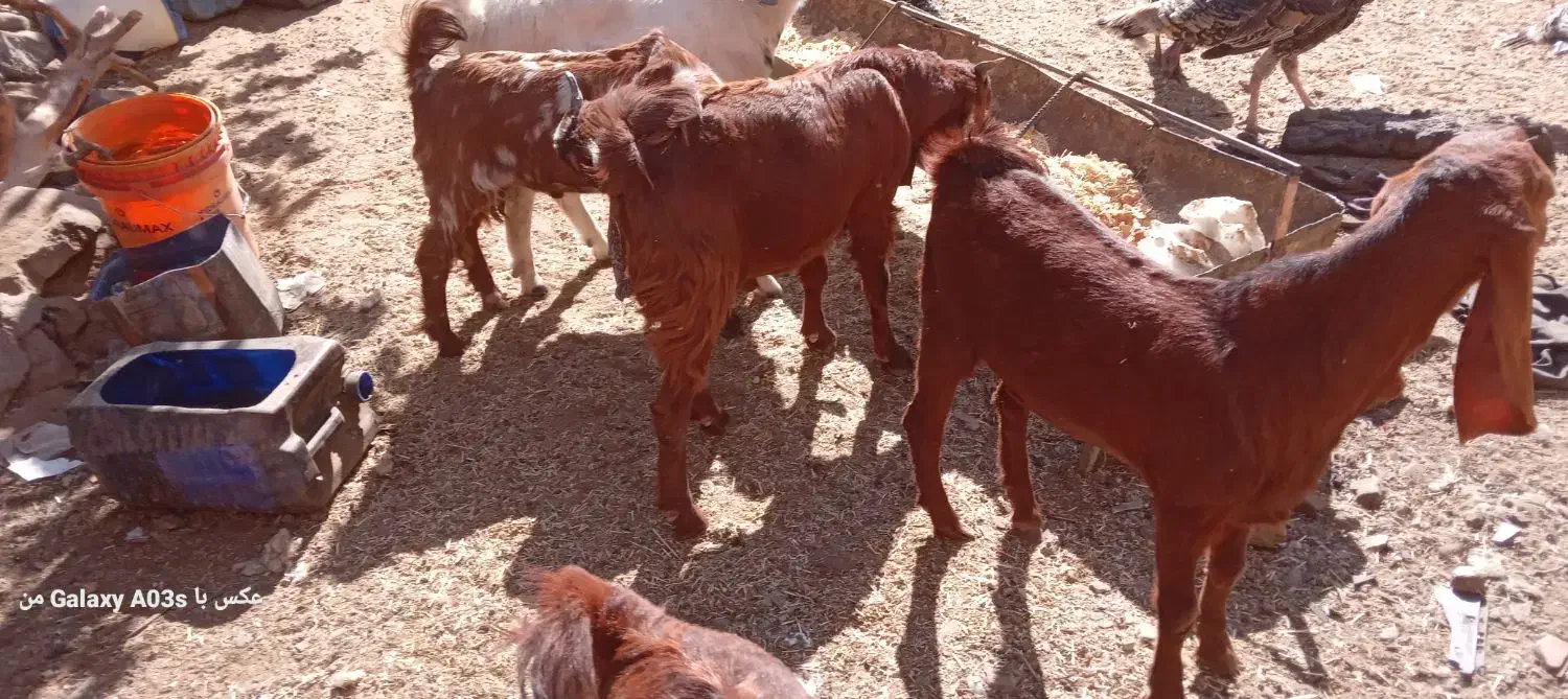 بره و بزغاله|حیوانات مزرعه|زاهدان, |دیوار