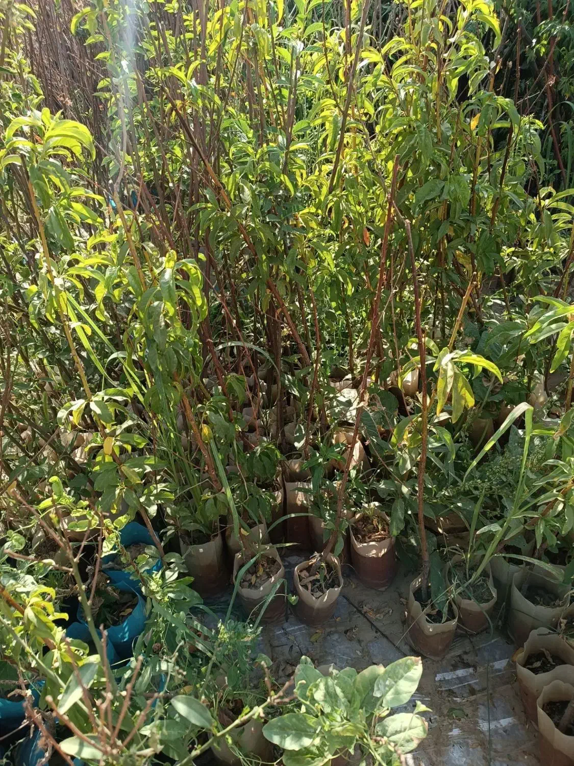 فروش عمده انواع نهال میوه و صنوبر با کیفیت عالی|خدمات باغبانی و درختکاری|داران, |دیوار