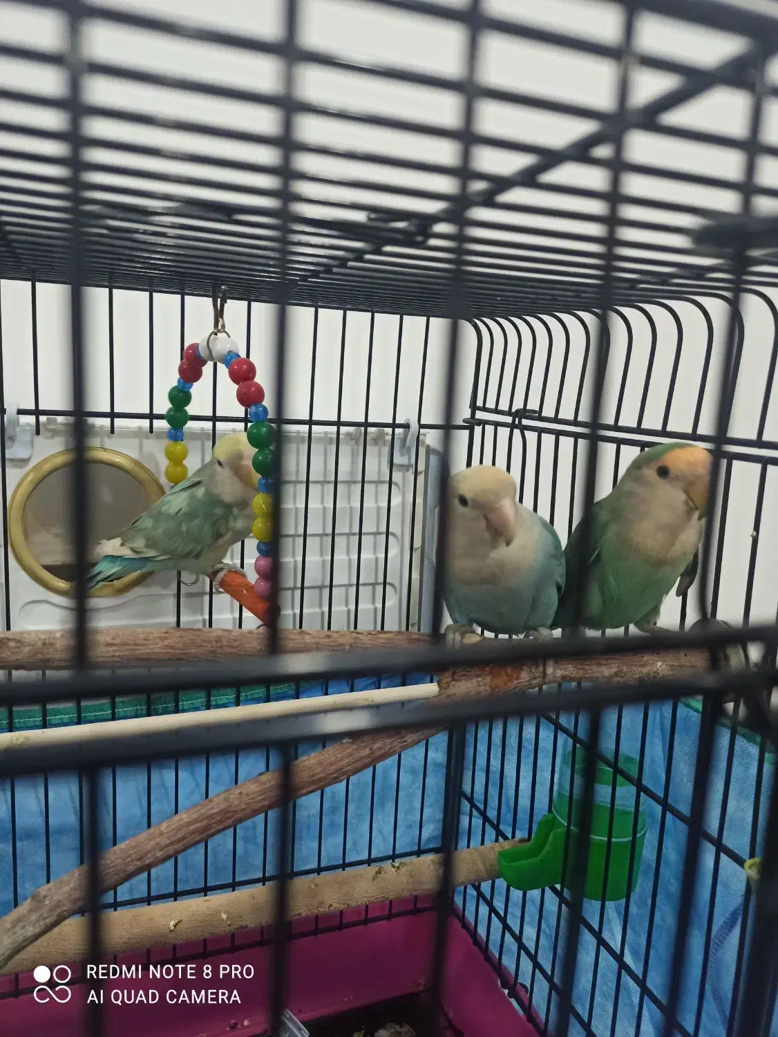 سه عدد طوطی برزیلی بالغ مولد|پرنده|کرمانشاه, |دیوار