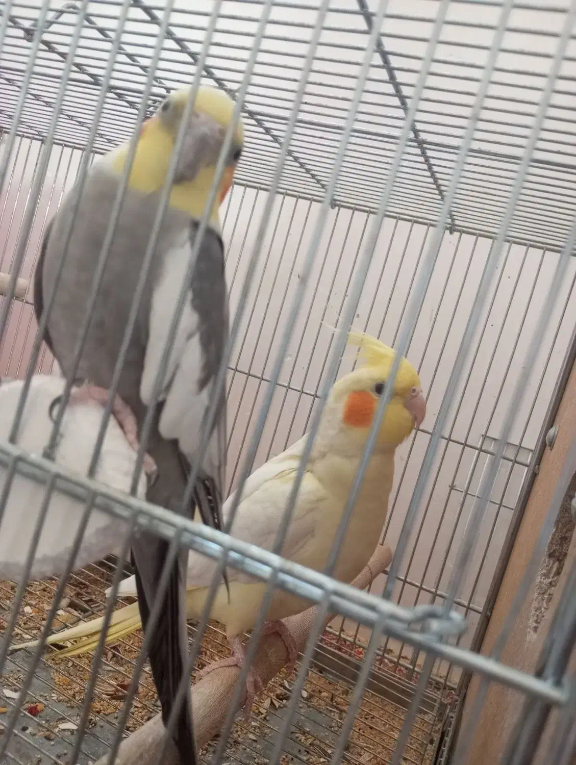 عروس مولد به شرط میدم|پرنده|اصفهان, شهرک کاوه|دیوار