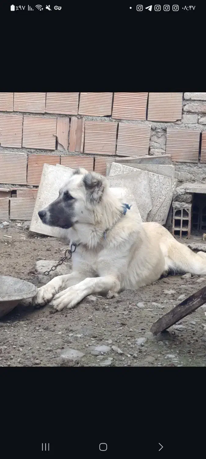 واگذاری سگ ماده ترکمن دم فحل|سگ|بندر ترکمن, |دیوار