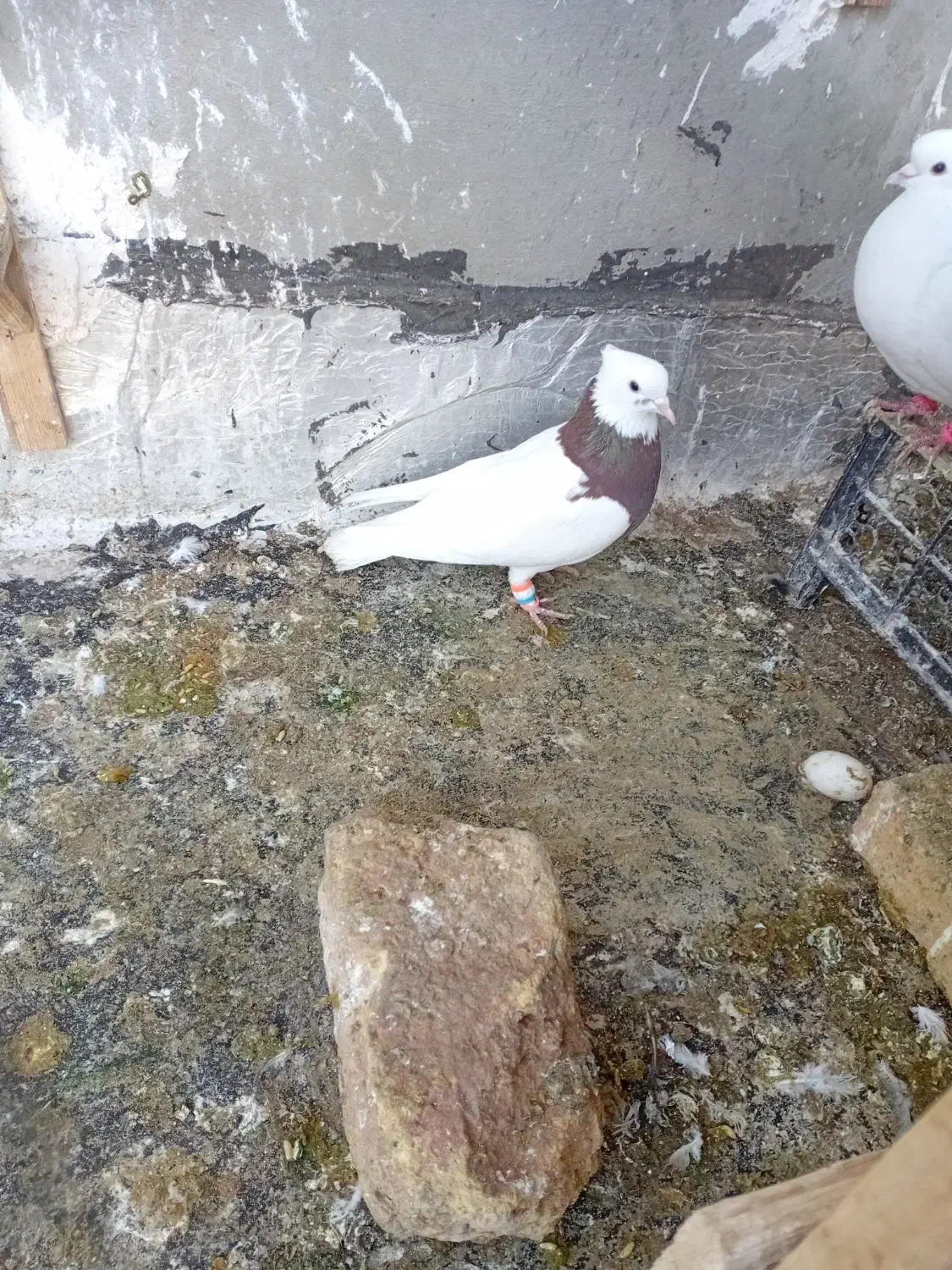 سه عدد حیون قلدور صید|پرنده|بوئین زهرا, |دیوار