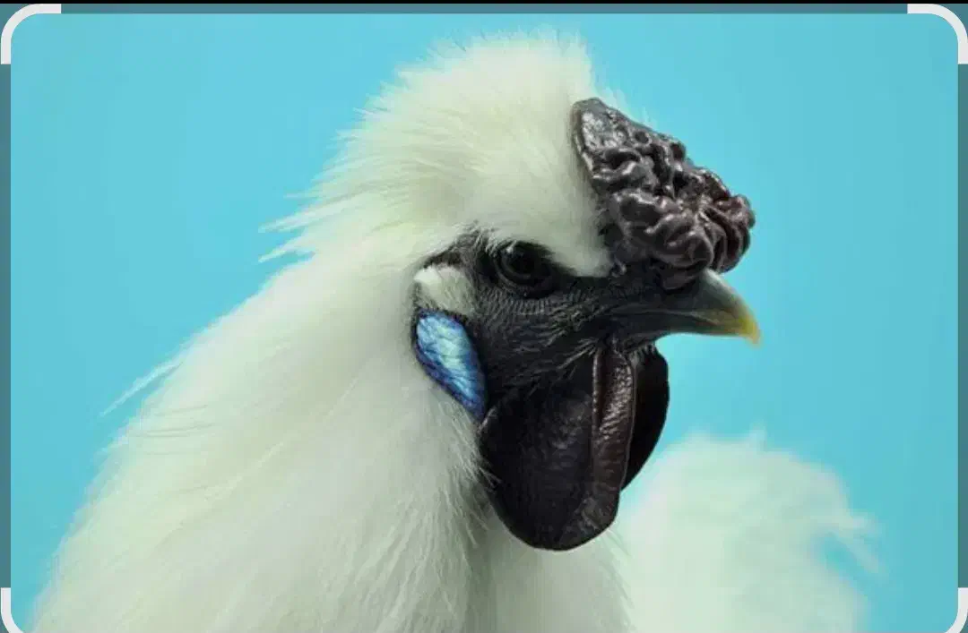 نیمچه مرغ وخروس ابریشمی|حیوانات مزرعه|شیراز, شهرک سراج‎|دیوار