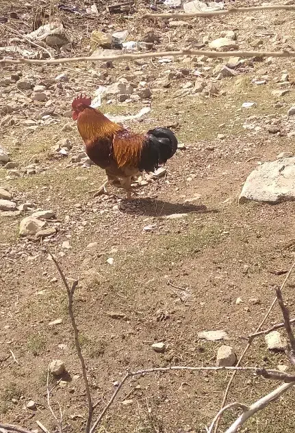 خروس|حیوانات مزرعه|سیلاخور, |دیوار