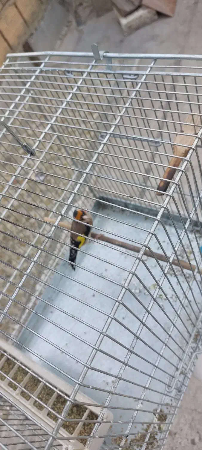 سهره|پرنده|شهر ری, شهرک نظامی|دیوار