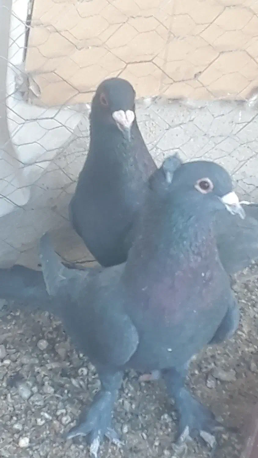 فروش ۲عددکلاغ|پرنده|رفسنجان, |دیوار