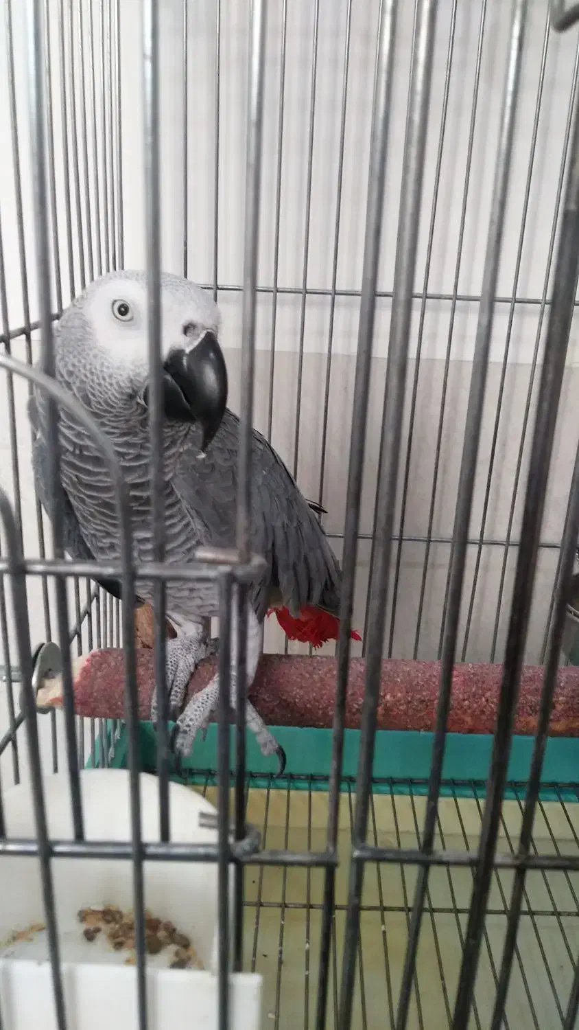 شاه کاسکو سخنگو دم قرمز|پرنده|زرند, |دیوار