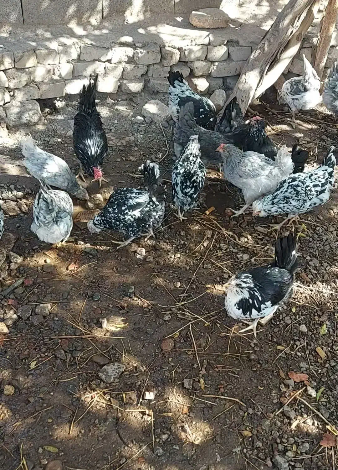 تخم مرغ نطفه دار نژاد گلین|حیوانات مزرعه|رفسنجان, |دیوار