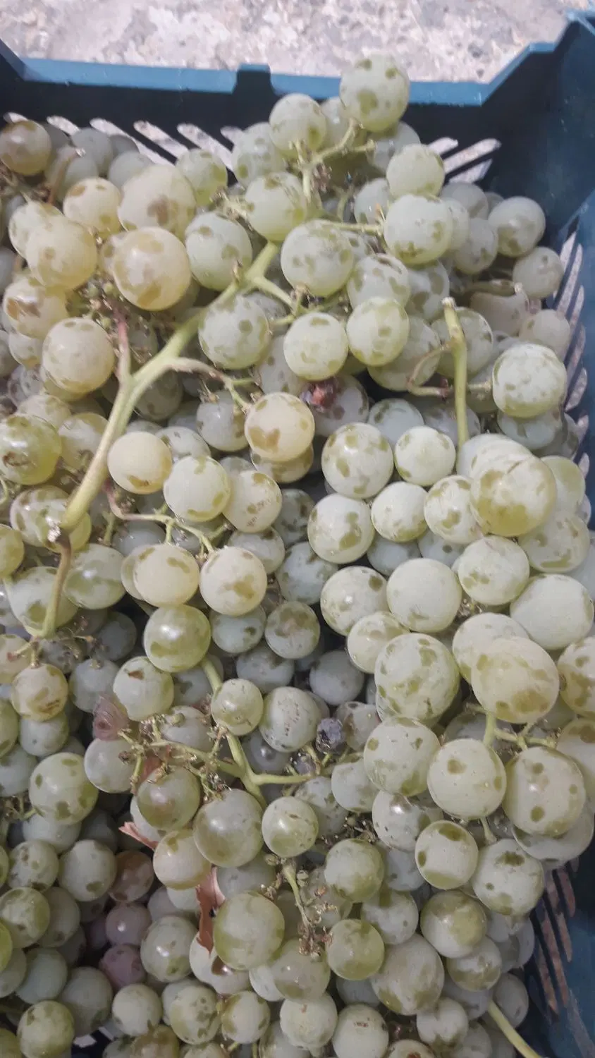 انگور|خوردنی و آشامیدنی|سده (خراسان جنوبی), |دیوار