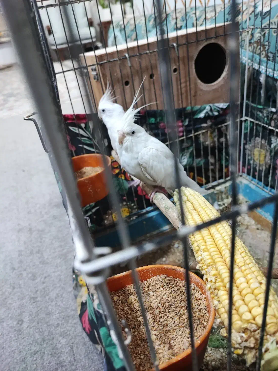 عروس هلندی البینو|پرنده|بندرعباس, |دیوار