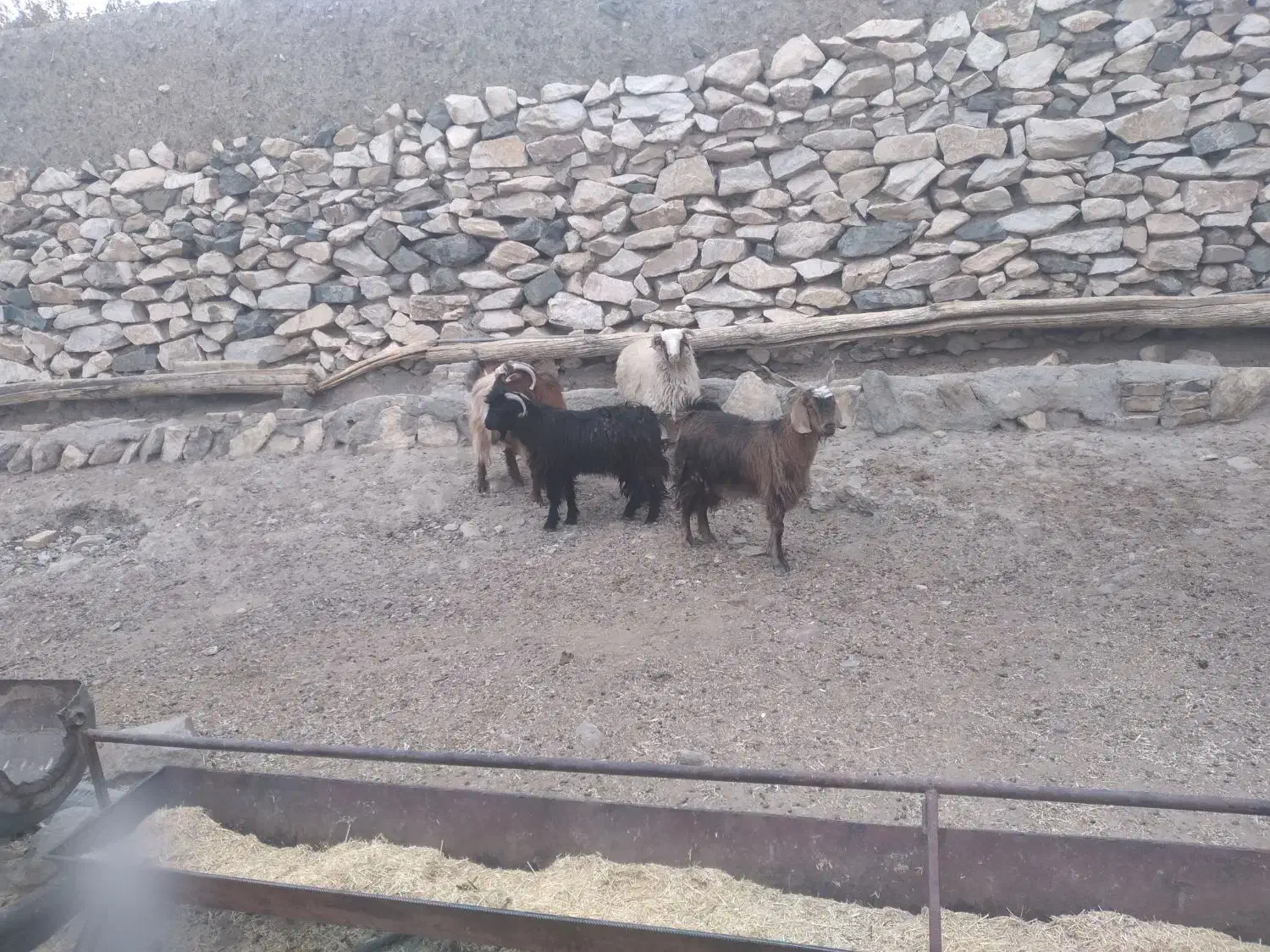 گوسفندبزغاله گوشتی|حیوانات مزرعه|میمه, |دیوار