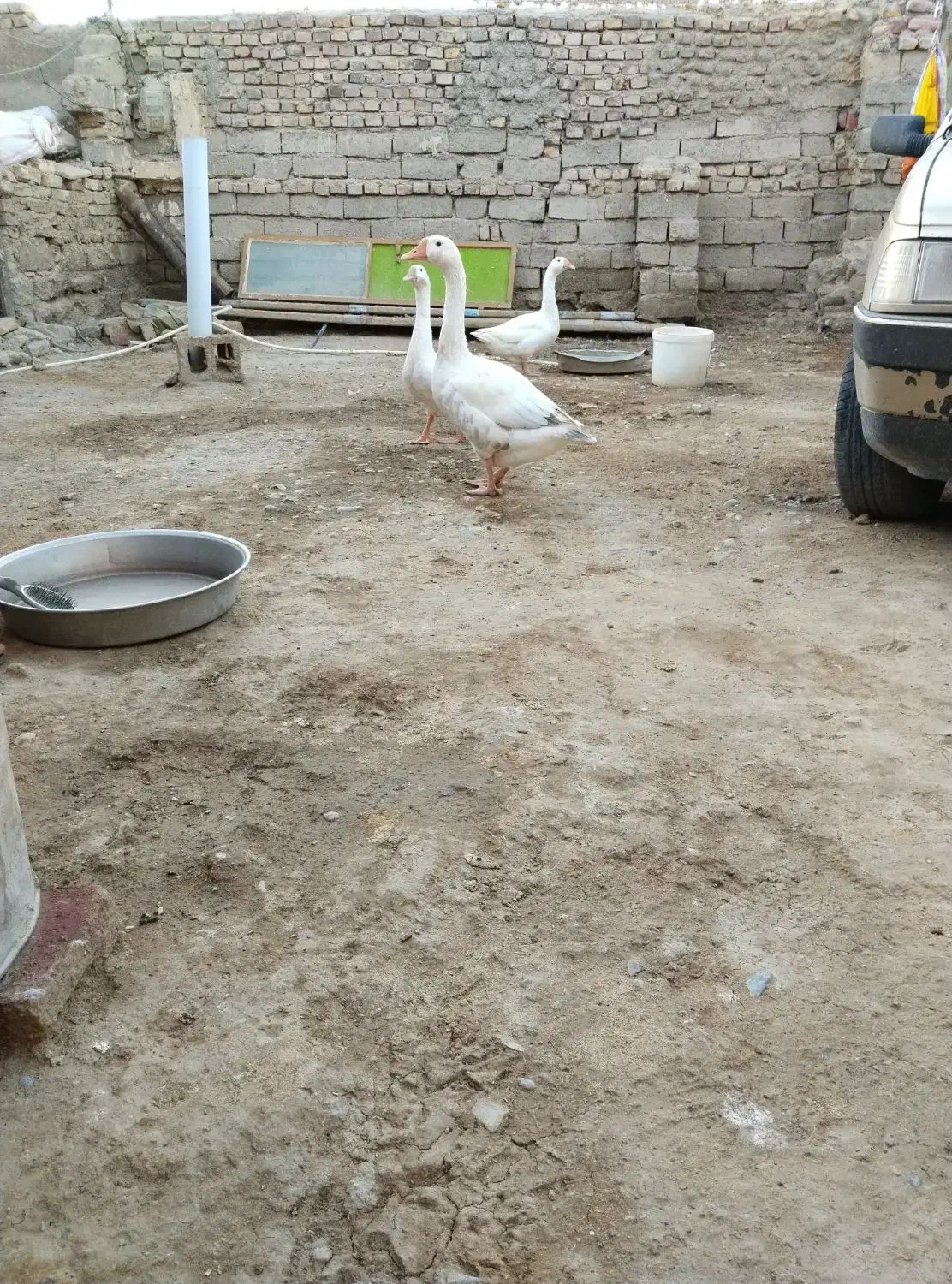 یک جفت قوقاز اوکراینی دو میلیون 700|حیوانات مزرعه|زابل, |دیوار