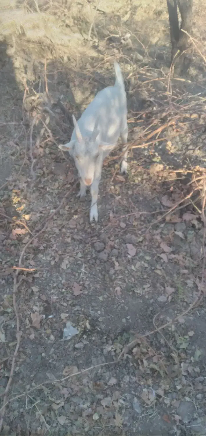 کولارو بز سانن|حیوانات مزرعه|فردوس (خراسان), |دیوار