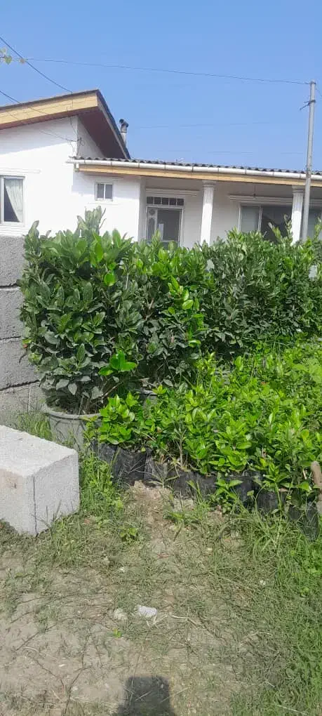 فروش یاس هلندی سطل ۱۰، ۱۲، زباله، وصال ۴۲|گل و گیاه طبیعی|نشتارود, |دیوار