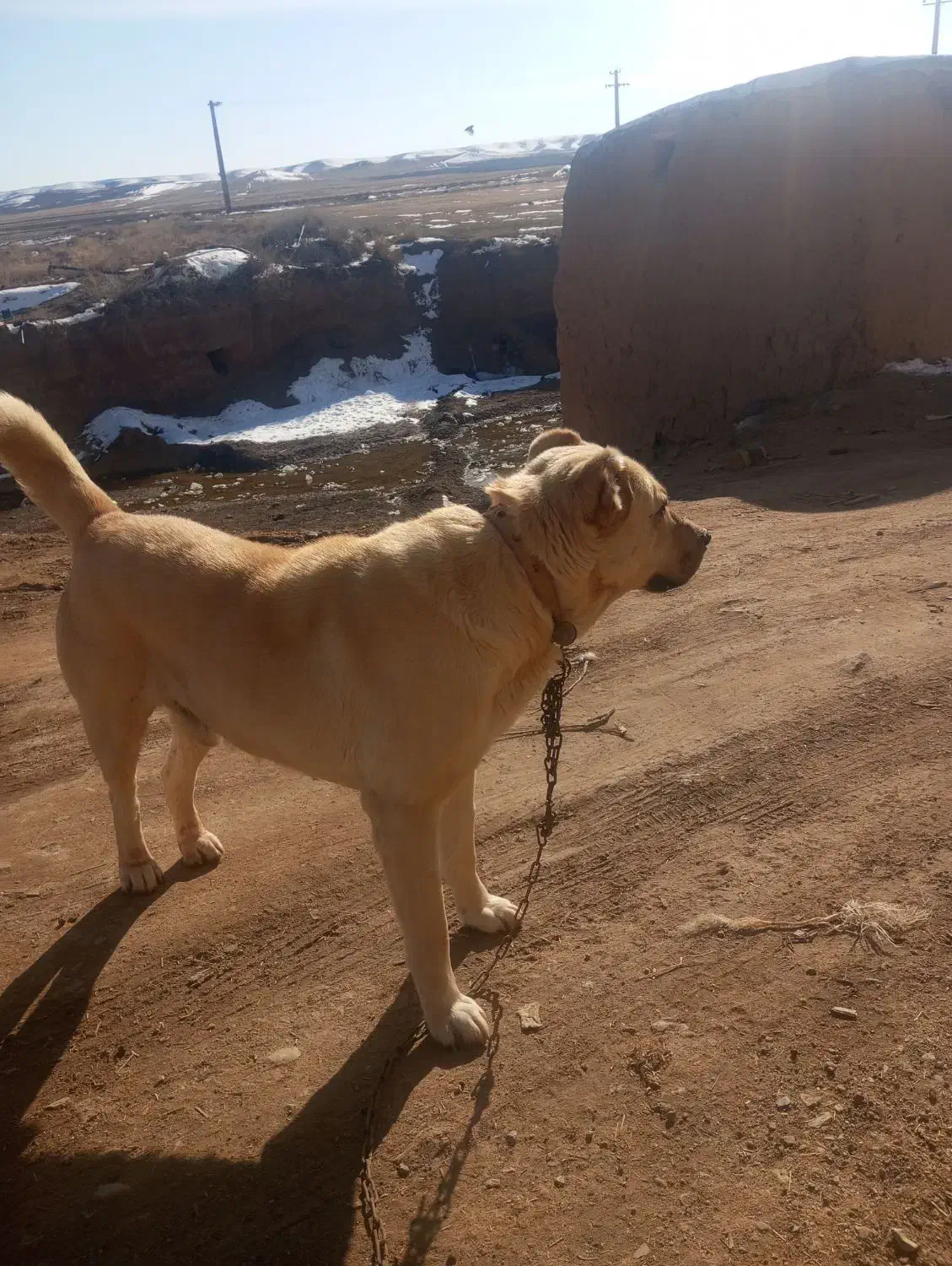 سگ گله ی خیلی خوب|سگ|قیدار, |دیوار