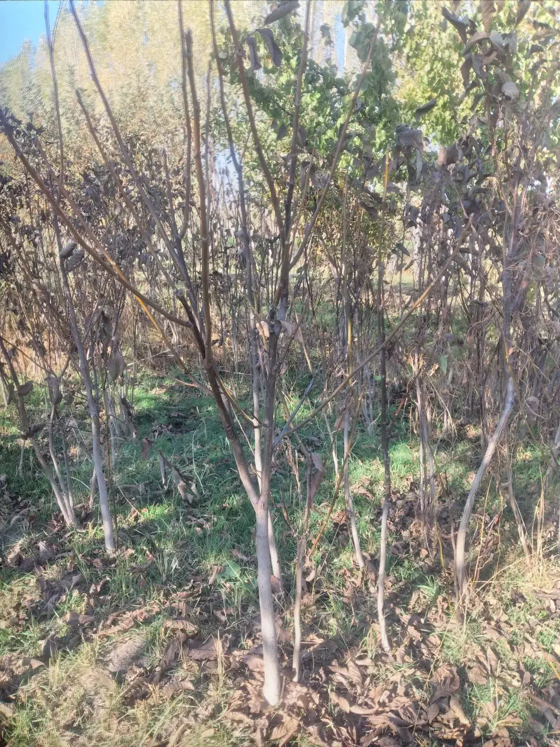 نهال گردوی کاغذی|خدمات باغبانی و درختکاری|سراب, |دیوار