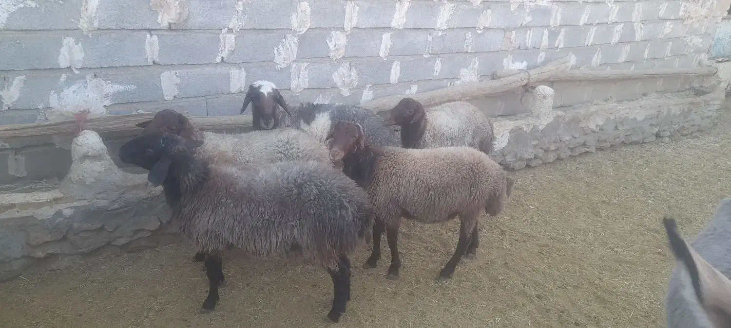 قوچوبره نر مهربان اصیل|حیوانات مزرعه|شیرین‌سو, |دیوار