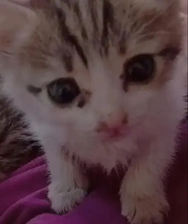 گربه|گربه|ارومیه, |دیوار