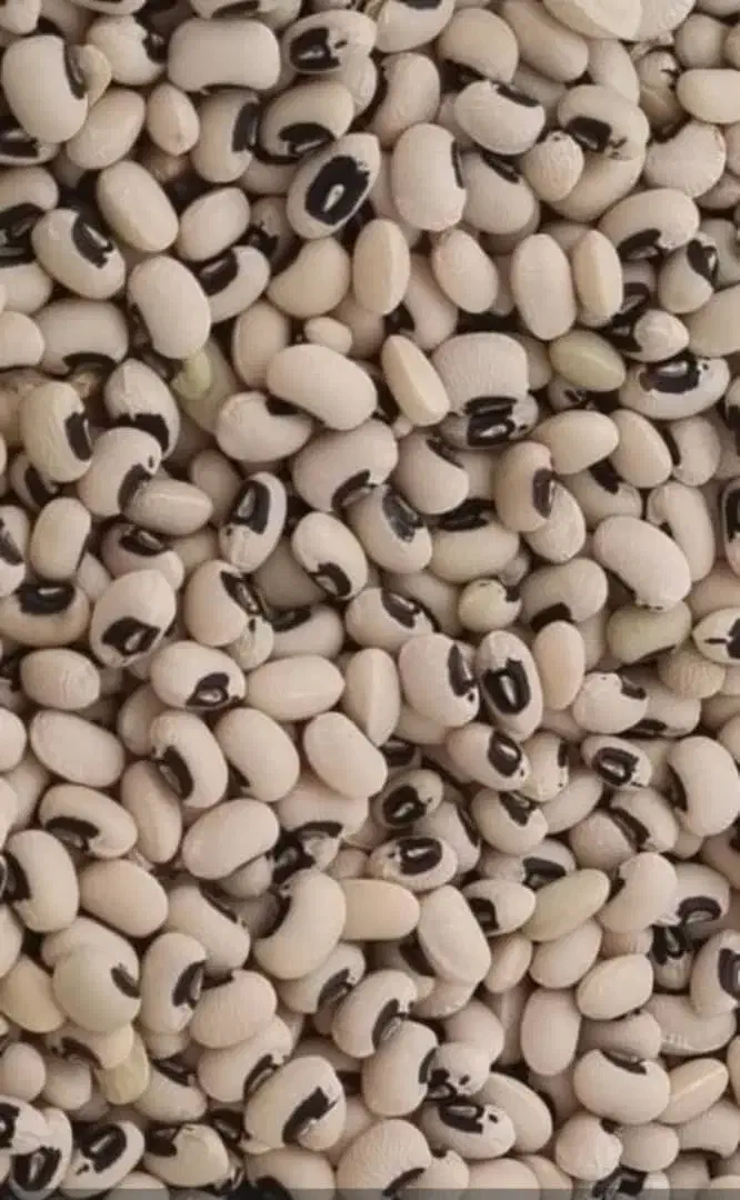 لوبیا|خوردنی و آشامیدنی|یاسوج, |دیوار